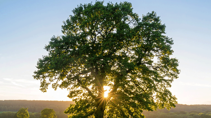 tree in meadow