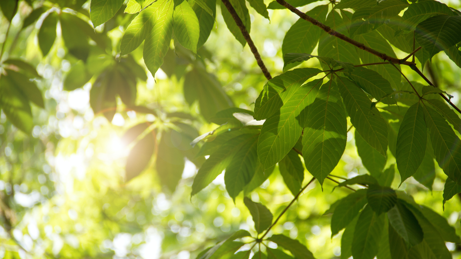 Tree leaves at sunset