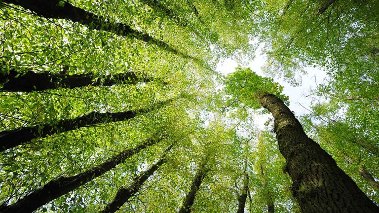 Trees in forest