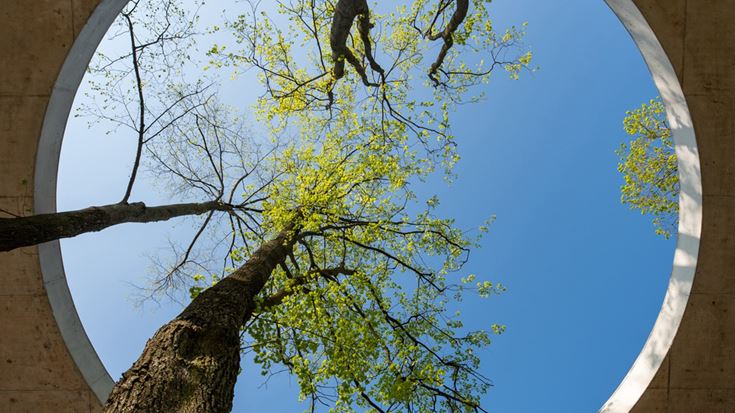 trees in sky with circular walls