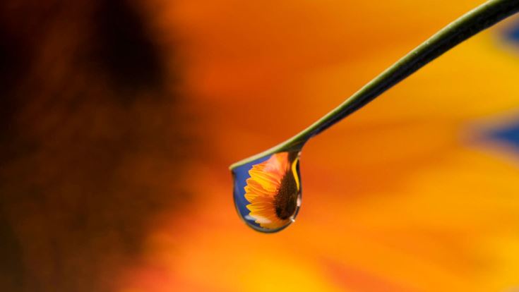 Water drop with sunflower