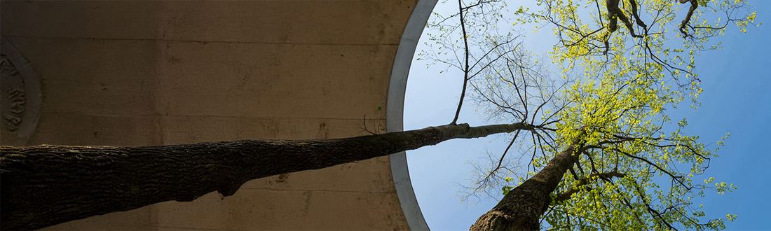 Large trees in a circular courtyard