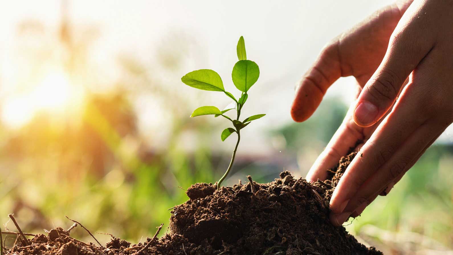 plant-growing-from-the-ground
