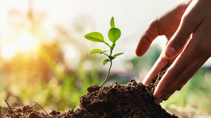 plant-growing-from-the-ground