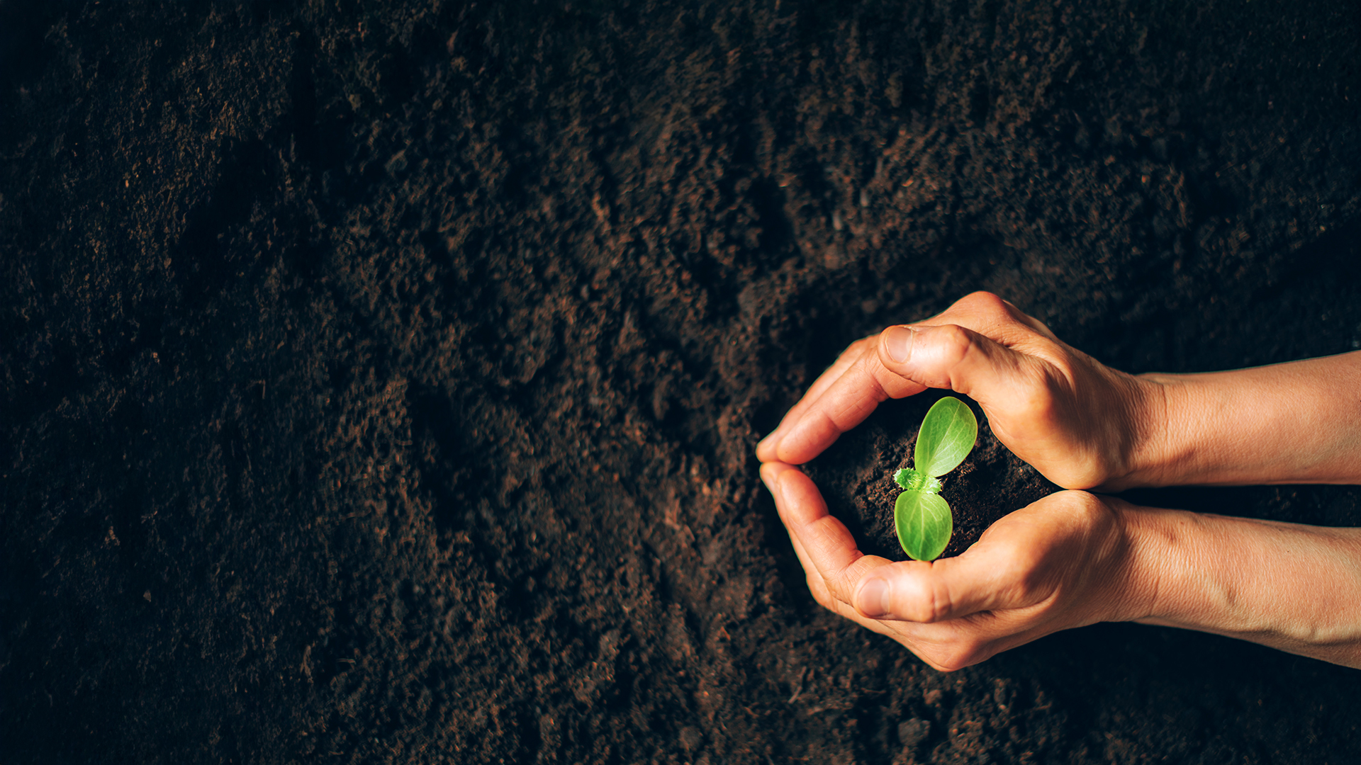 plant with hands in soil
