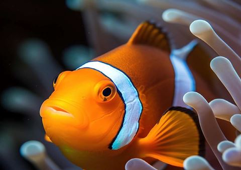 linkable card image placeholder